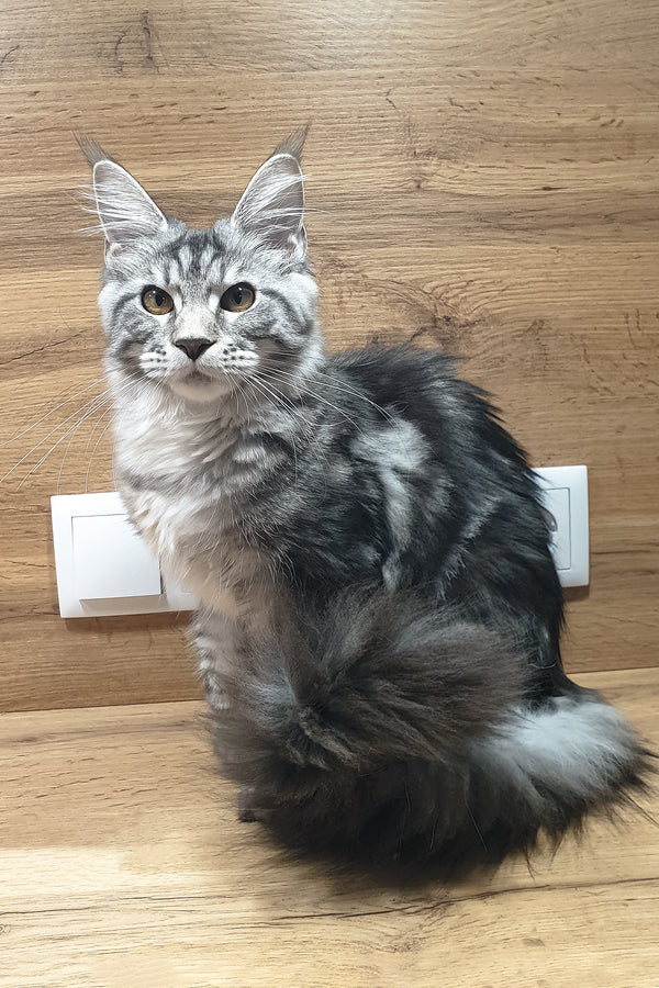 Agatha | Maine Coon Kitten