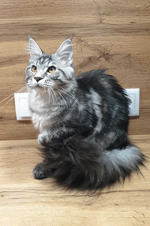 Agatha | Maine Coon Kitten