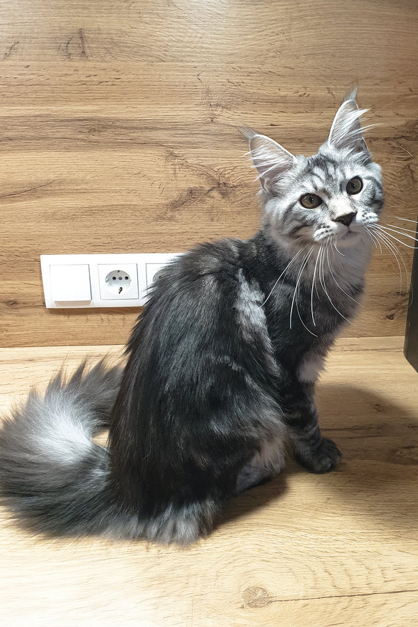 Agatha | Maine Coon Kitten