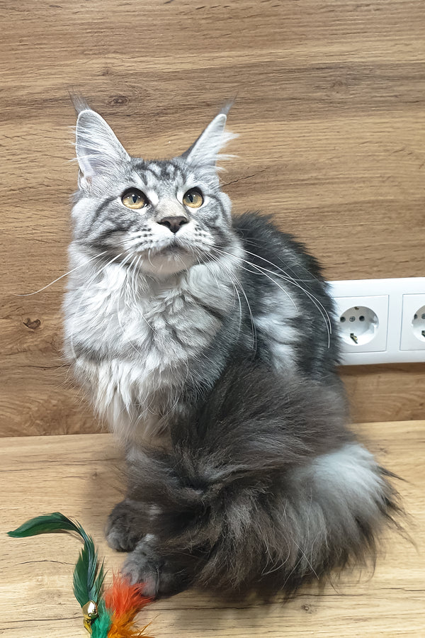 Agatha | Maine Coon Kitten