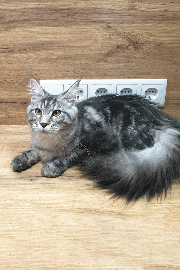 Agatha | Maine Coon Kitten