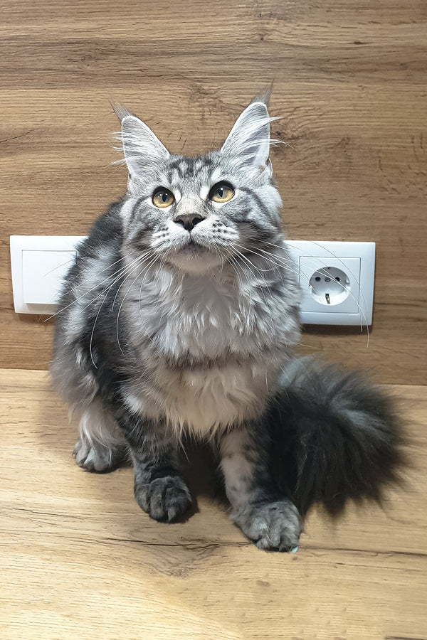 Agatha | Maine Coon Kitten