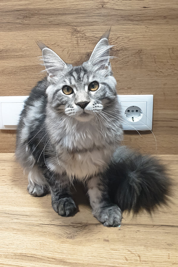 Agatha | Maine Coon Kitten