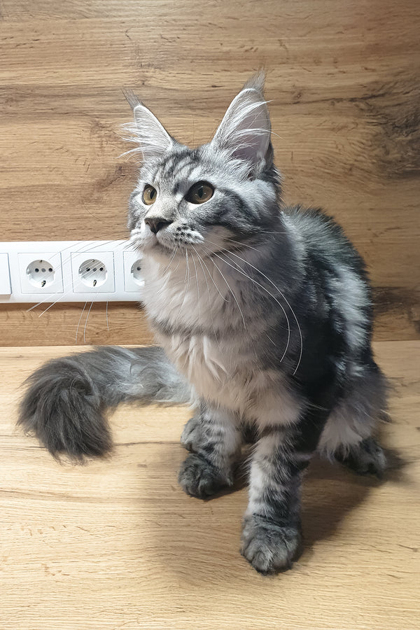 Agatha | Maine Coon Kitten