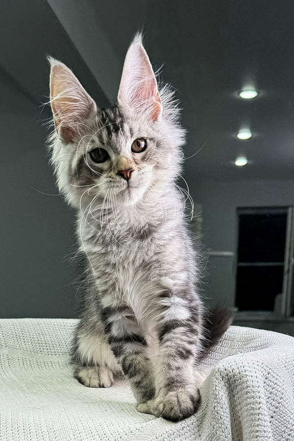 AlTempo | Maine Coon Kitten