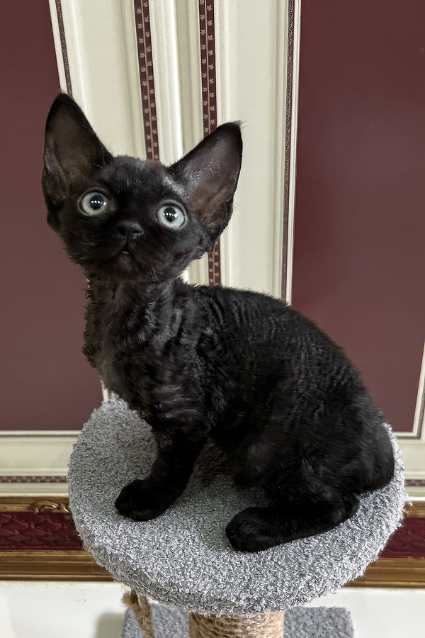 Aladdin | Devon Rex Kitten