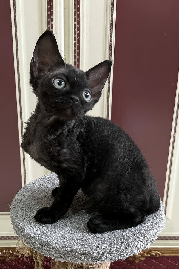 Aladdin | Devon Rex Kitten