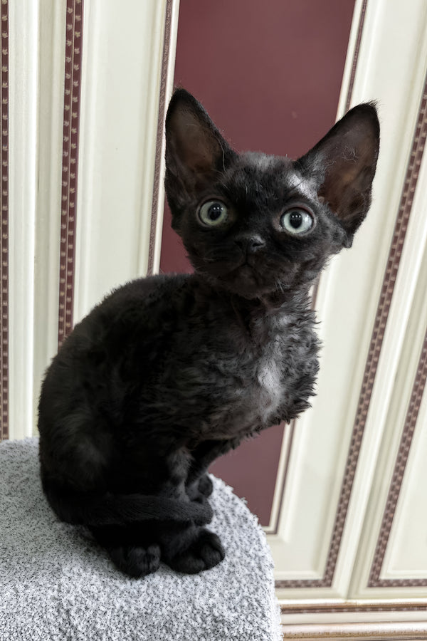 Aladdin | Devon Rex Kitten