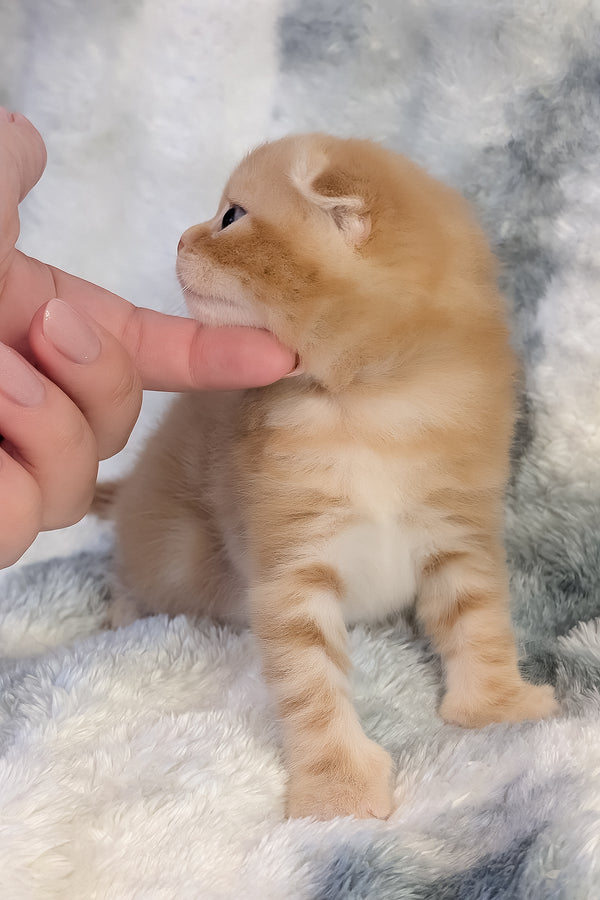 Alan | Scottish Fold Kitten