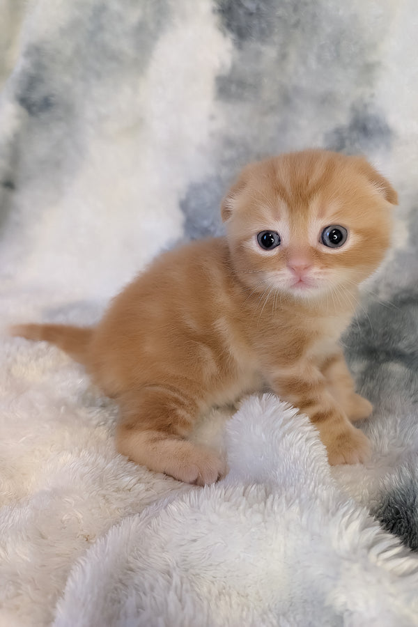 Alan | Scottish Fold Kitten