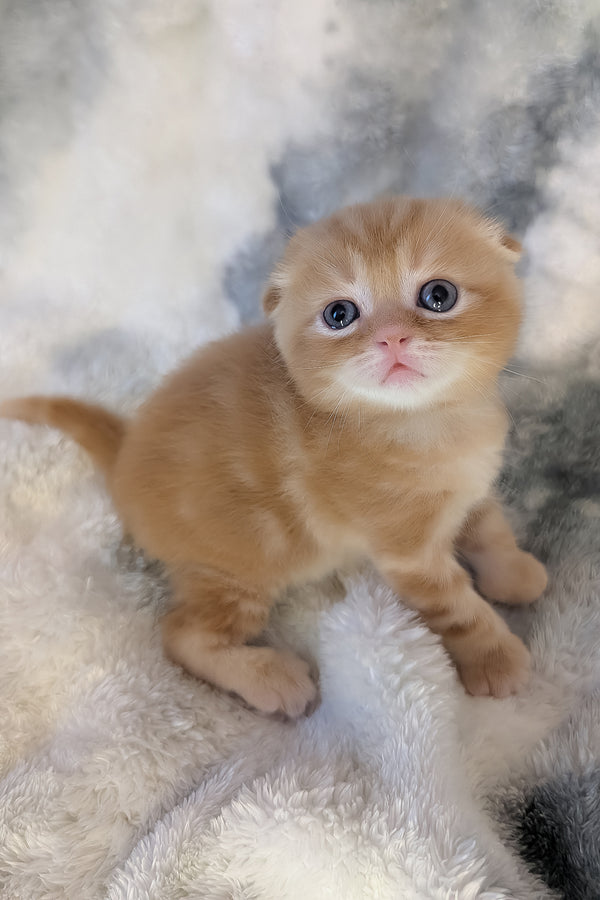 Alan | Scottish Fold Kitten