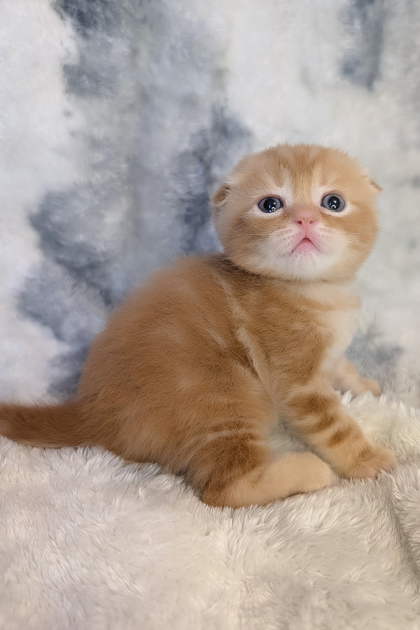 Alan | Scottish Fold Kitten