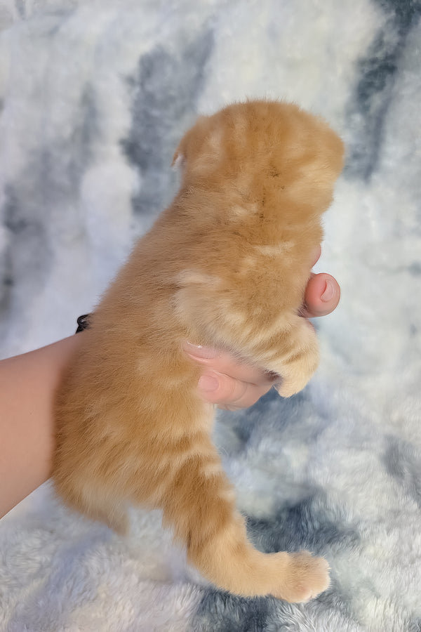 Alan | Scottish Fold Kitten
