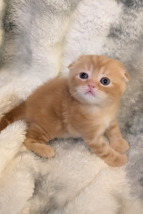 Alan | Scottish Fold Kitten