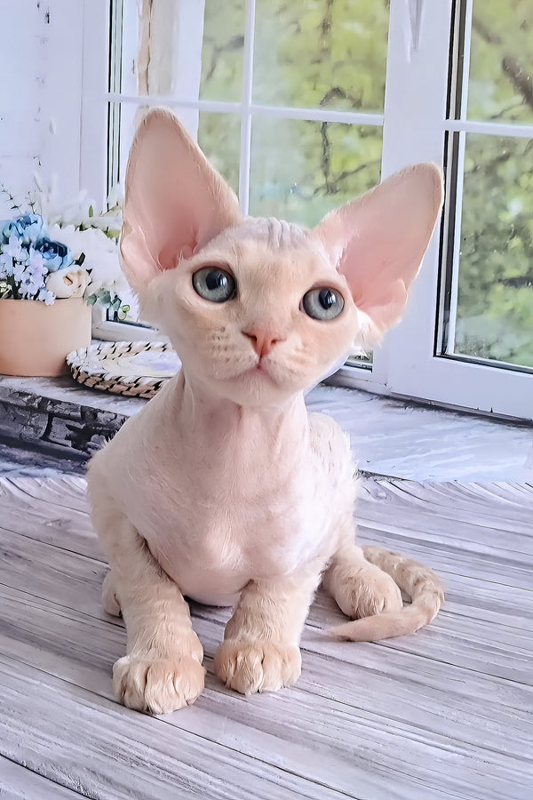 Alan | Devon Rex Kitten