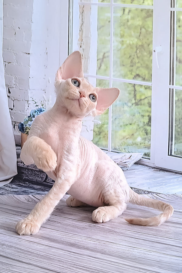Alan | Devon Rex Kitten