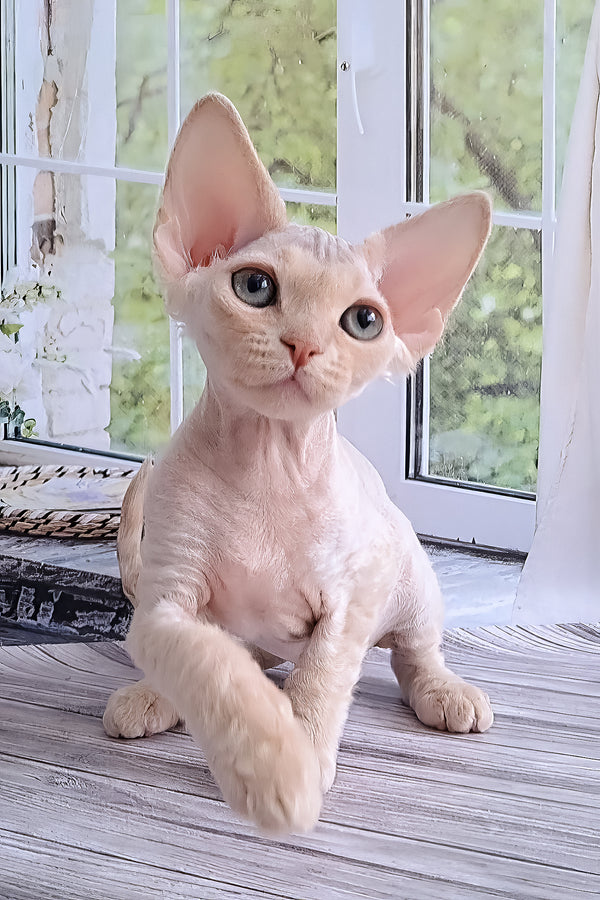 Alan | Devon Rex Kitten