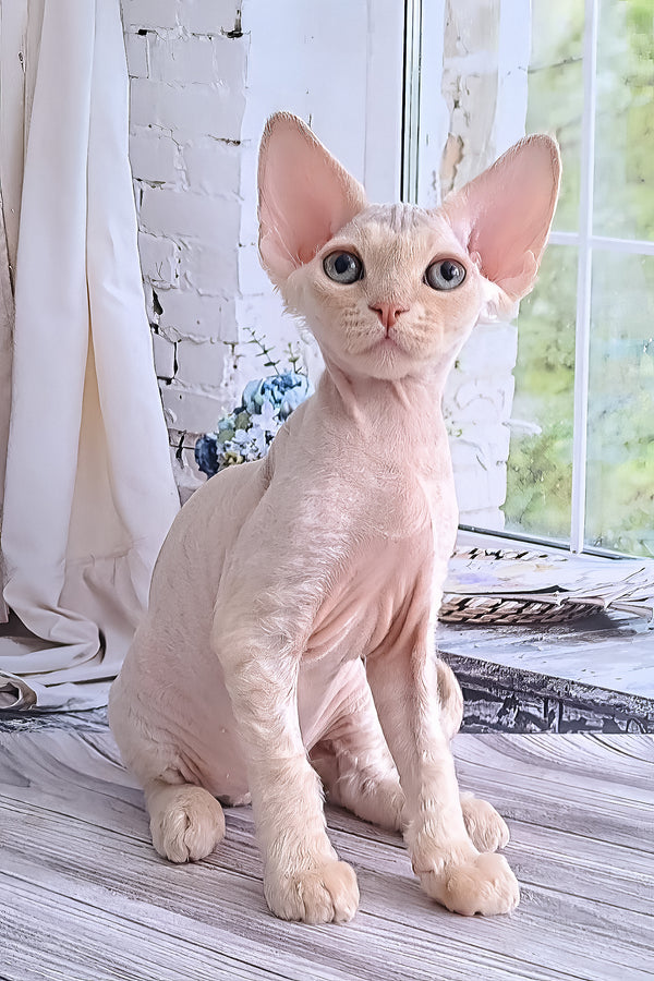 Alan | Devon Rex Kitten