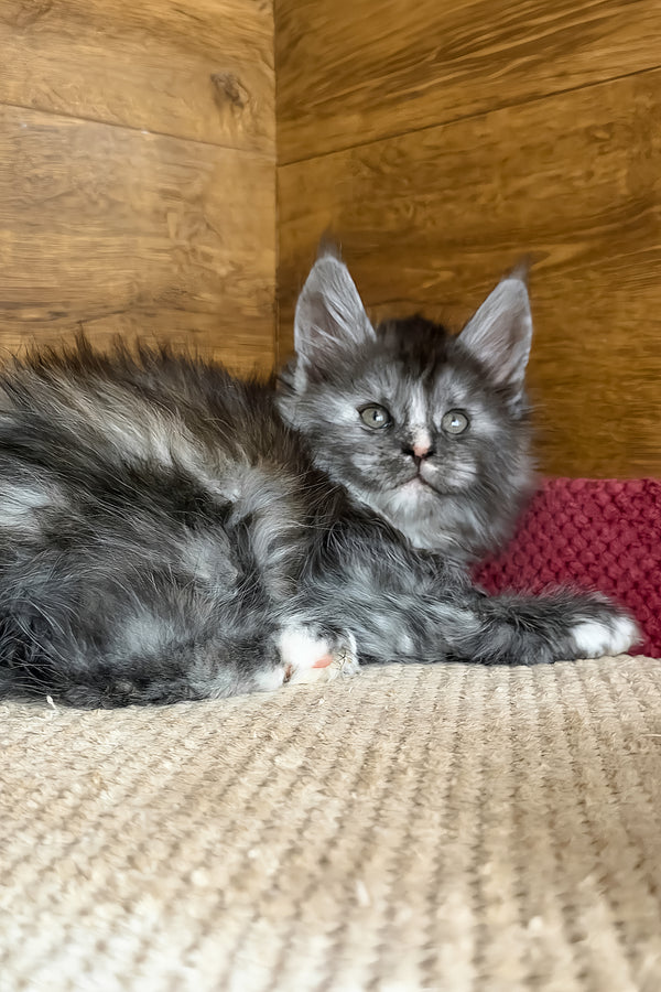 Alba | Maine Coon Kitten