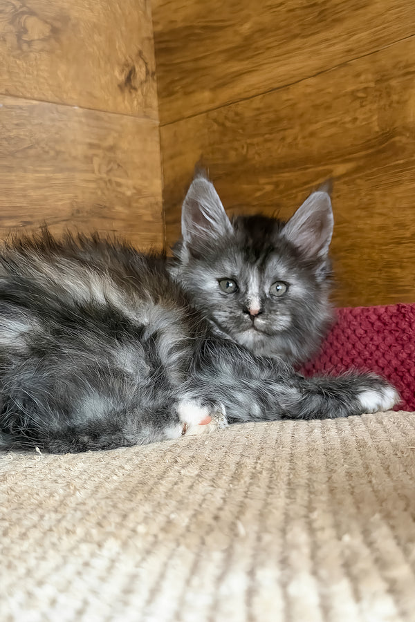 Alba | Maine Coon Kitten