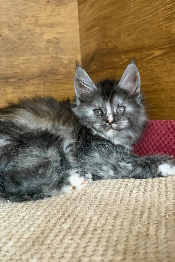 Alba | Maine Coon Kitten