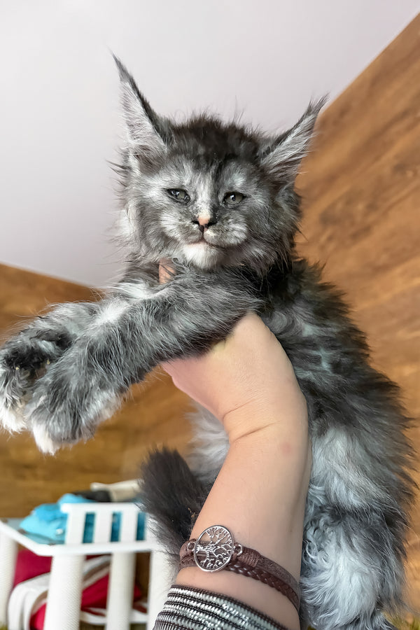 Alba | Maine Coon Kitten
