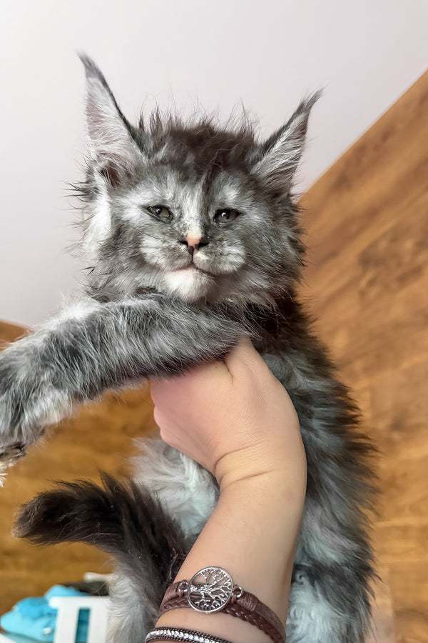 Alba | Maine Coon Kitten