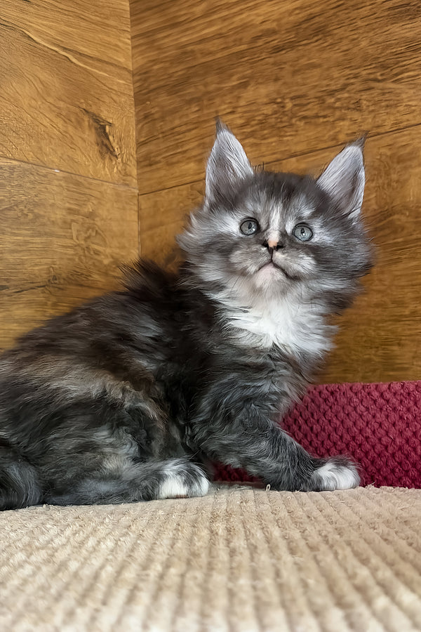 Alba | Maine Coon Kitten