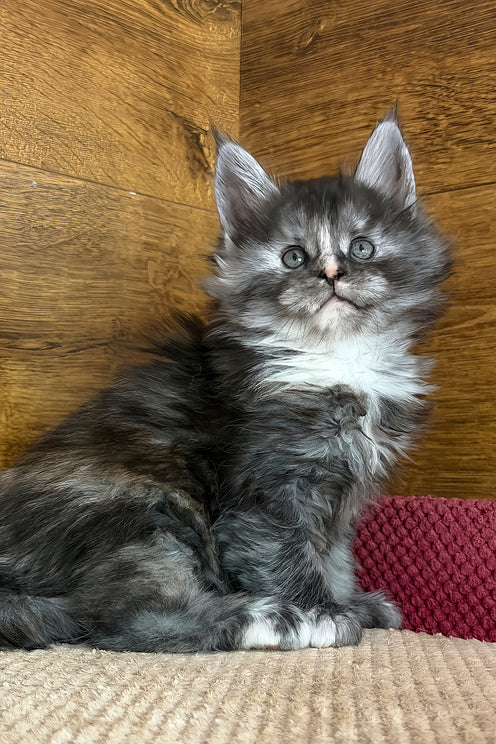 Alba | Maine Coon Kitten