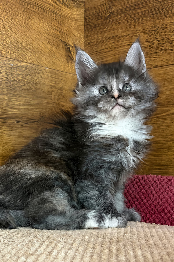 Alba | Maine Coon Kitten