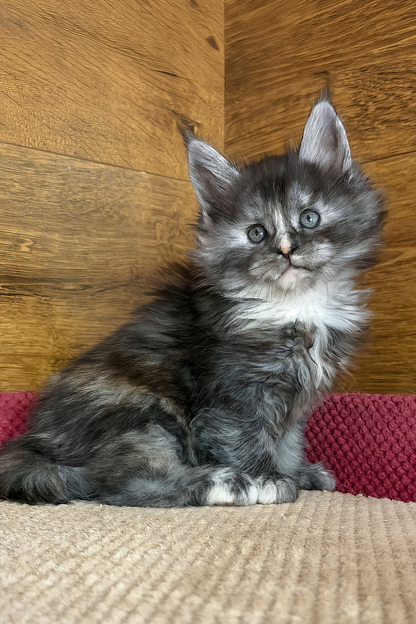 Alba | Maine Coon Kitten