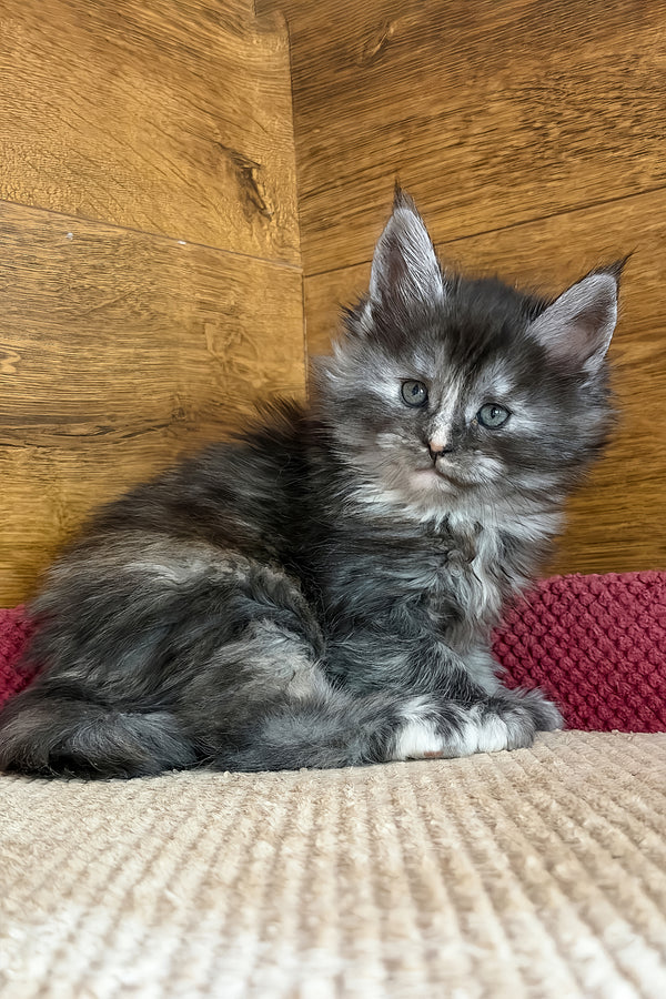 Alba | Maine Coon Kitten
