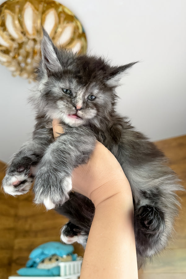 Alba | Maine Coon Kitten