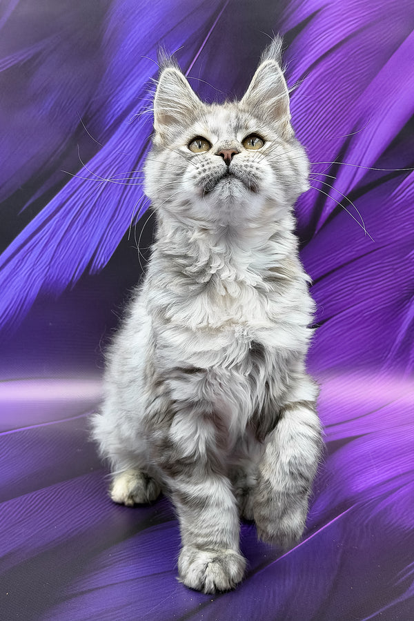 Albina | Maine Coon Kitten