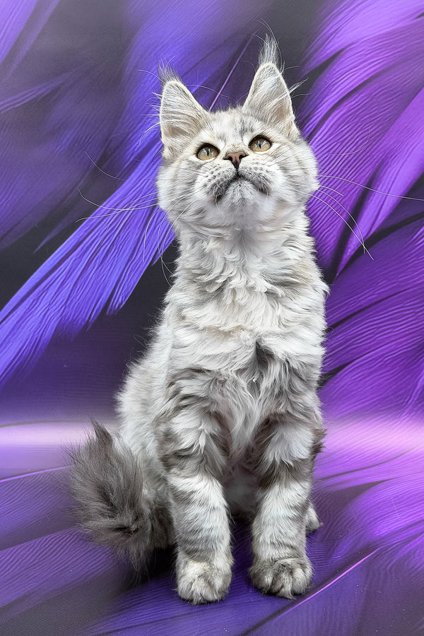 Albina | Maine Coon Kitten