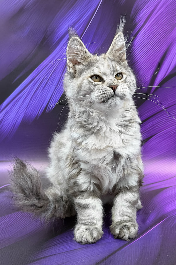 Albina | Maine Coon Kitten