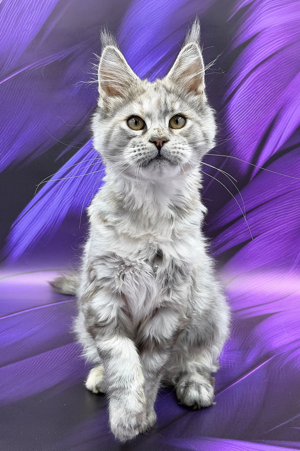 Albina | Maine Coon Kitten