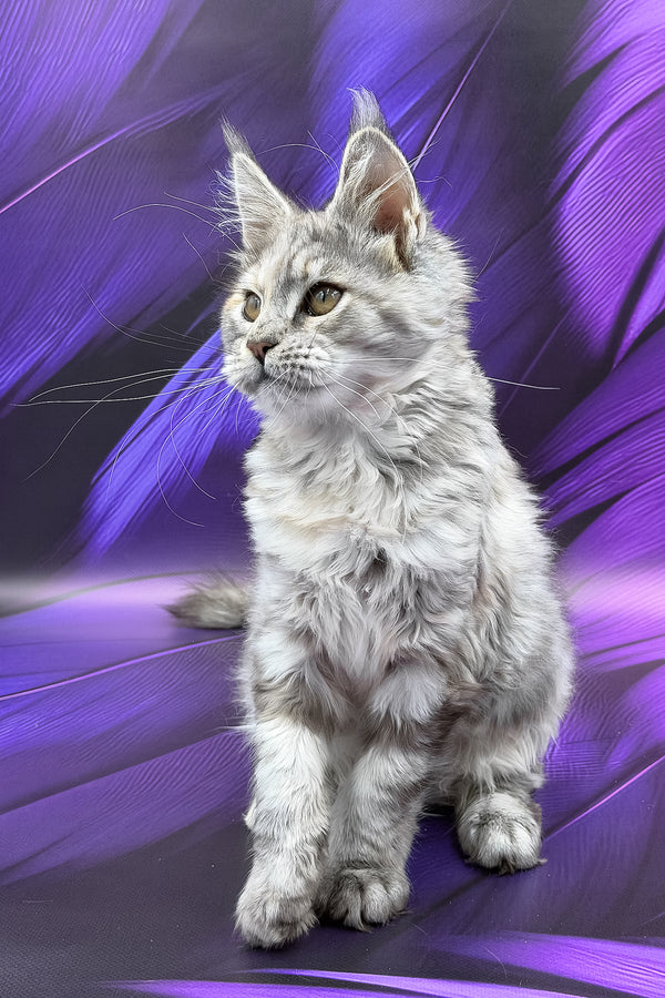 Albina | Maine Coon Kitten