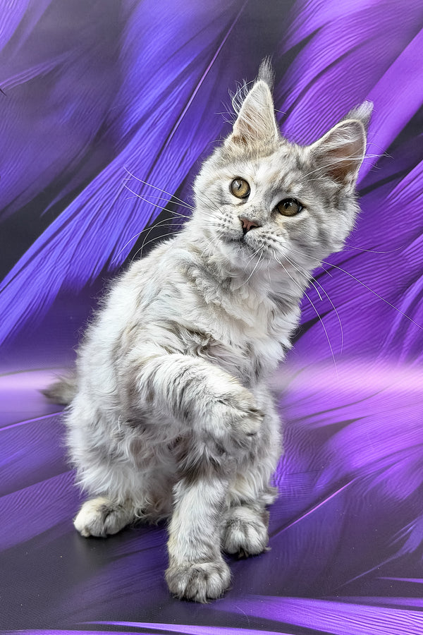 Albina | Maine Coon Kitten