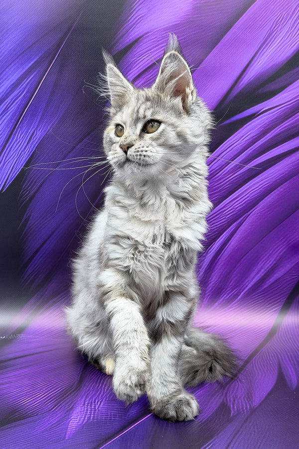 Albina | Maine Coon Kitten