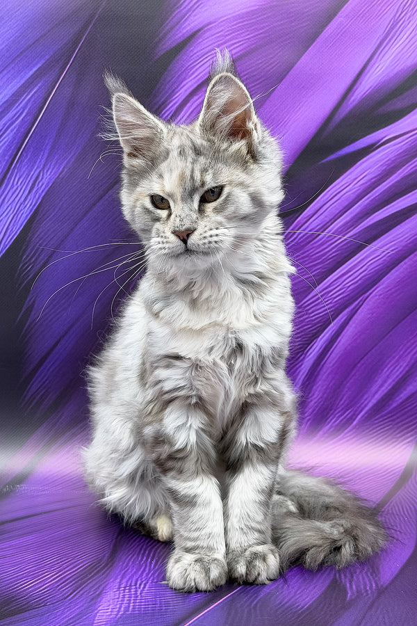 Albina | Maine Coon Kitten