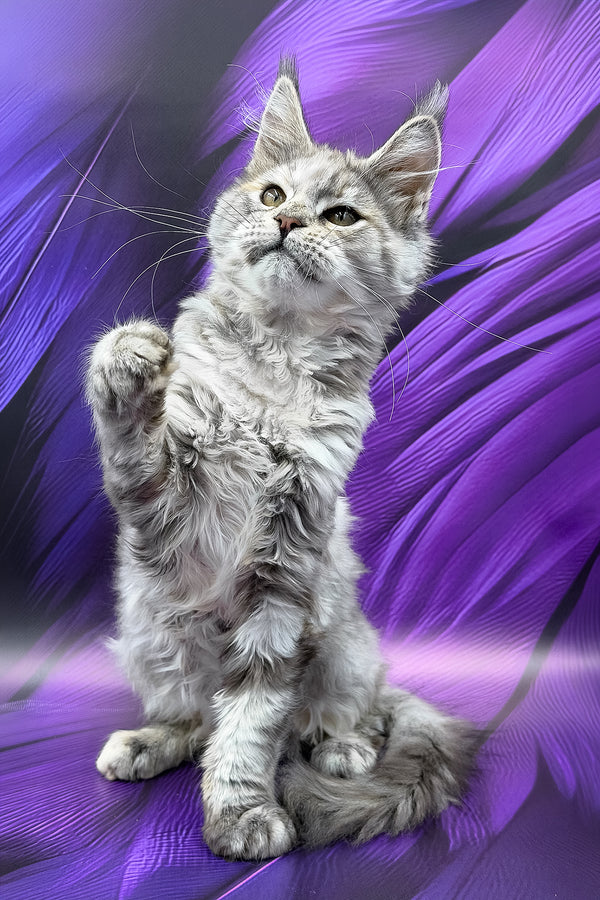 Albina | Maine Coon Kitten