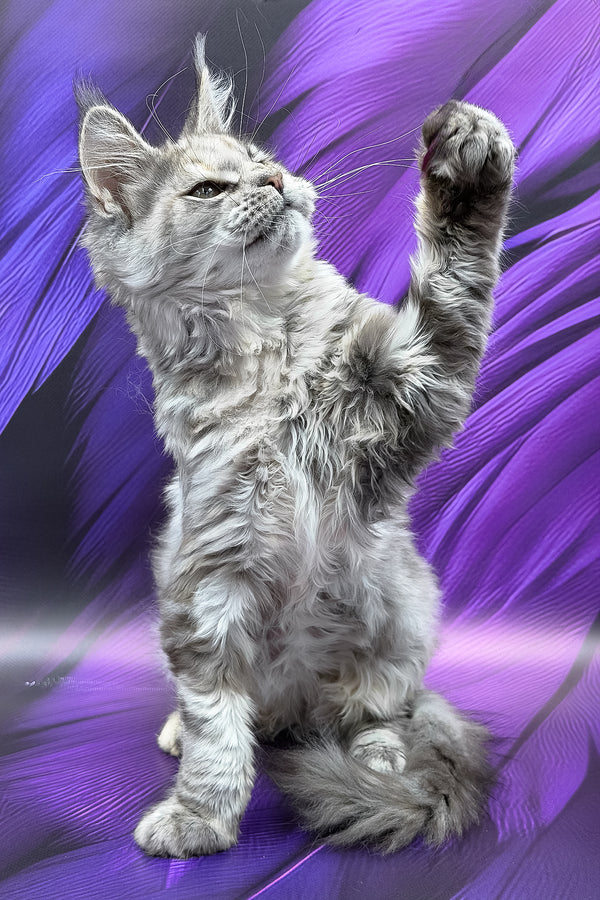 Albina | Maine Coon Kitten