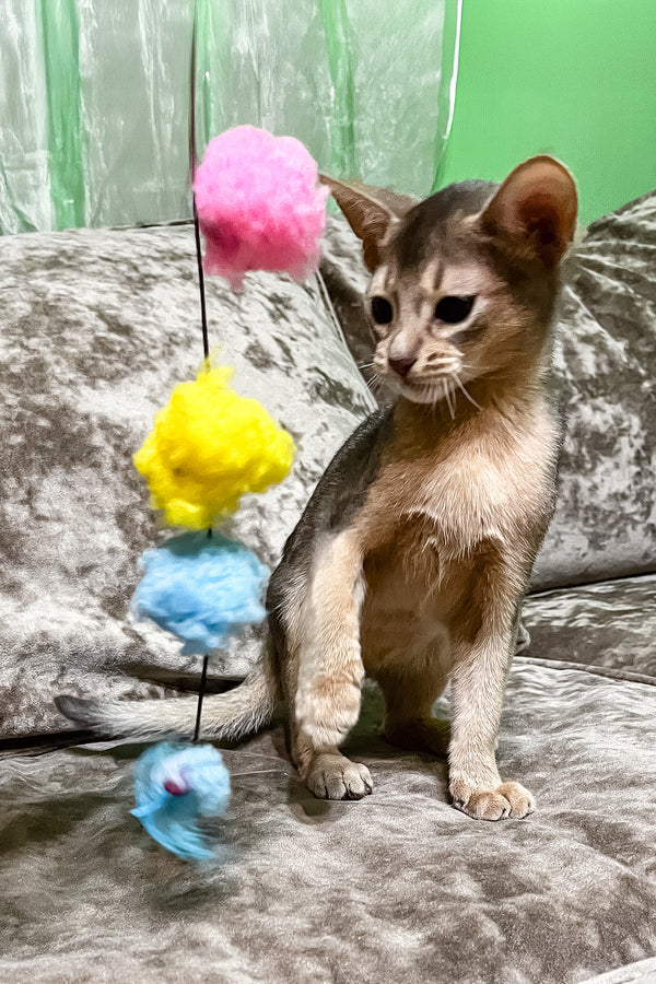 Alex | Abyssinian Kitten