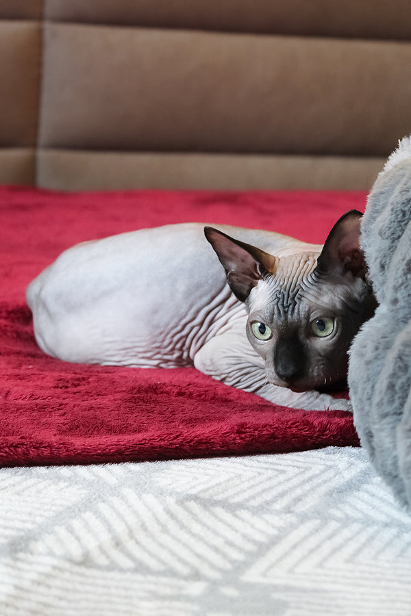 Alex | Elf Straight Sphynx Kitten
