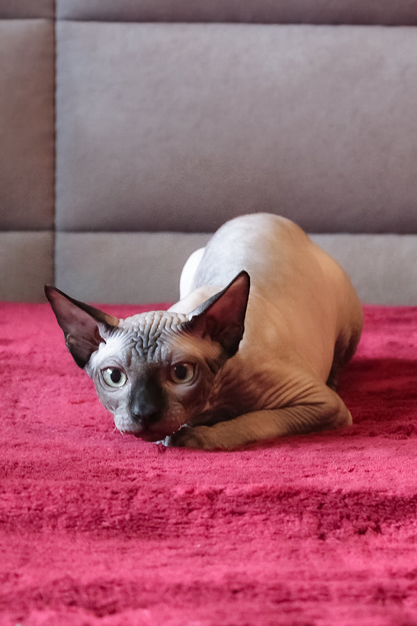 Alex | Elf Straight Sphynx Kitten