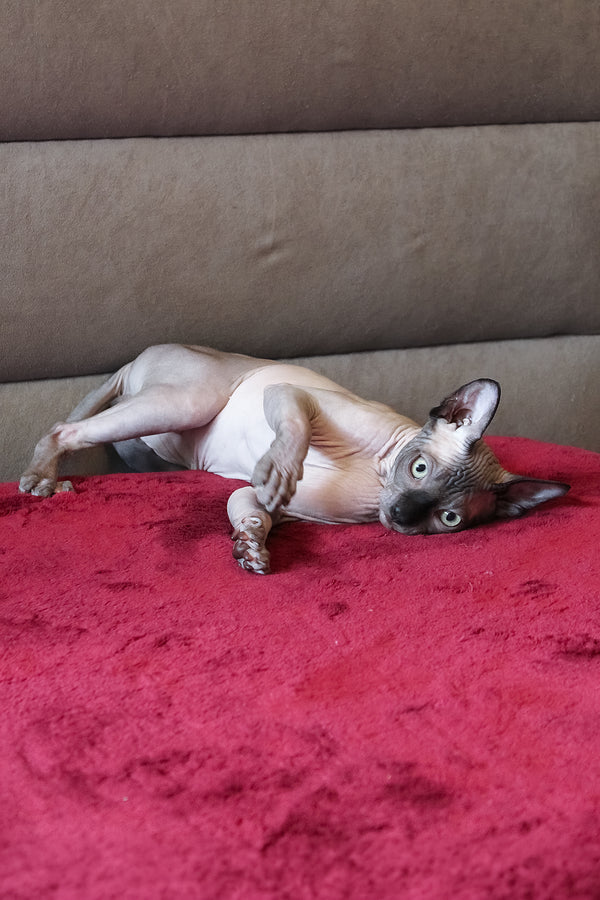 Alex | Elf Straight Sphynx Kitten