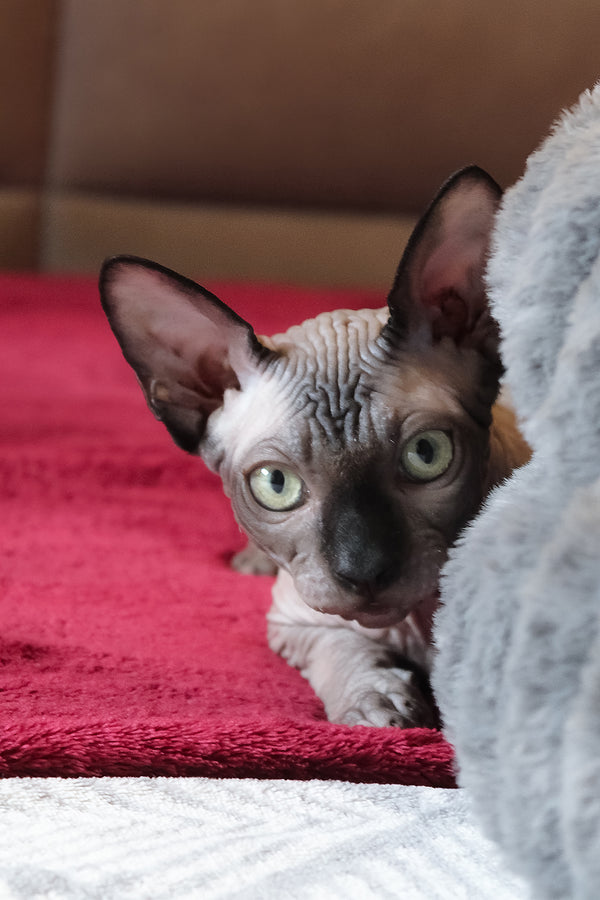 Alex | Elf Straight Sphynx Kitten