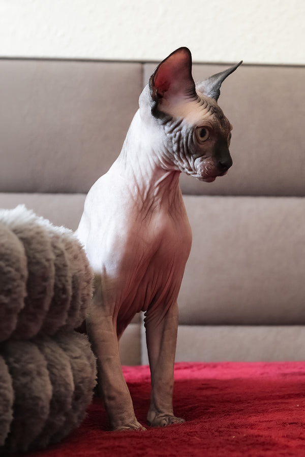 Alex | Elf Straight Sphynx Kitten