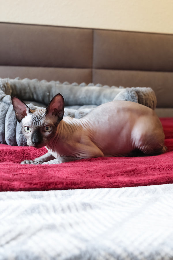 Alex | Elf Straight Sphynx Kitten